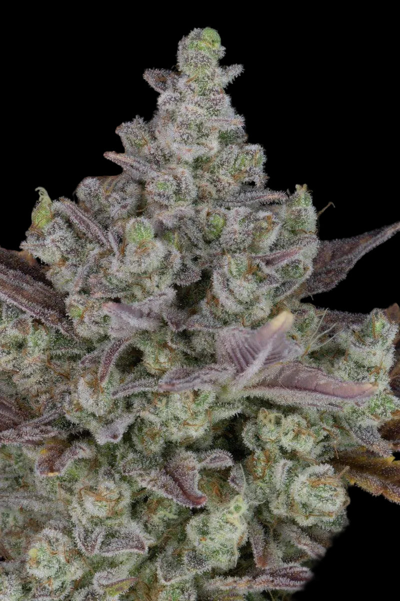 gorilla-cookies-autoflowering-cannabissamen