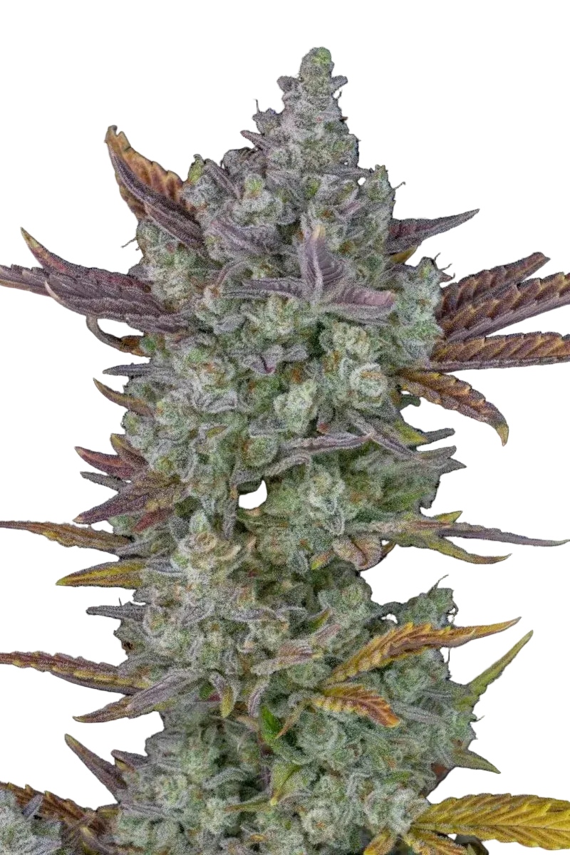 harzige Gorilla Cookies Auto Blüte