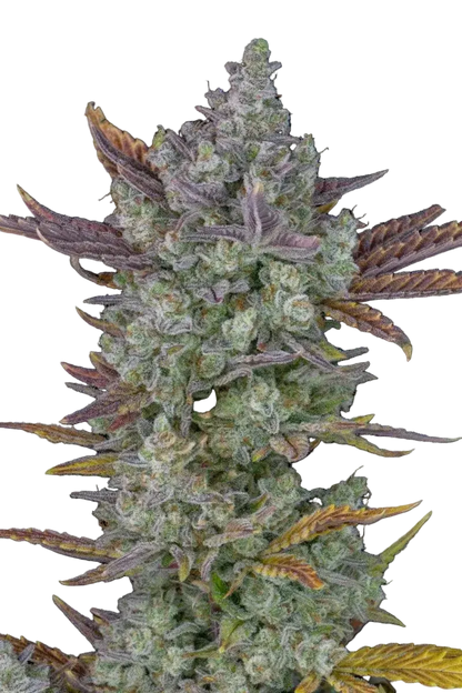 harzige Gorilla Cookies Auto Blüte