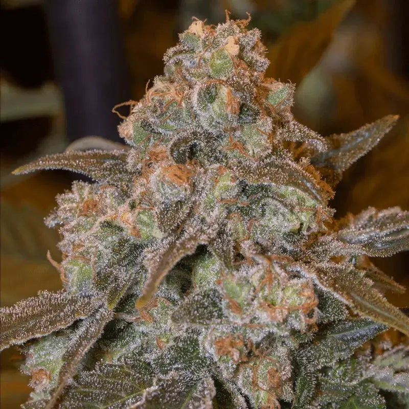 Gorilla Frost von Silent Seeds – feminisierte Cannabis Samen