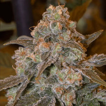 Gorilla Frost von Silent Seeds – feminisierte Cannabis Samen