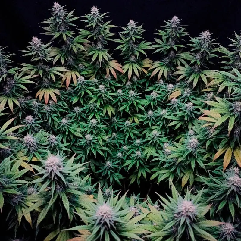 Gorilla Frost Cannabisblüte, harzige Buds (Silent Seeds)