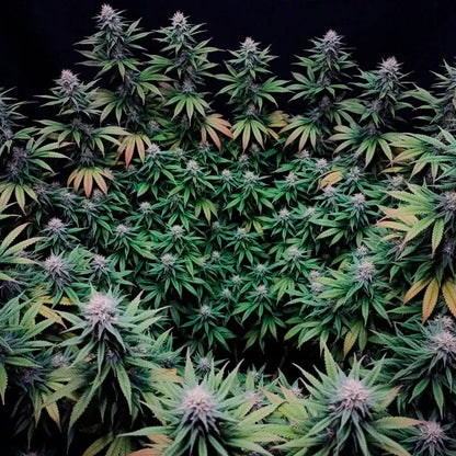 Gorilla Frost Cannabisblüte, harzige Buds (Silent Seeds)