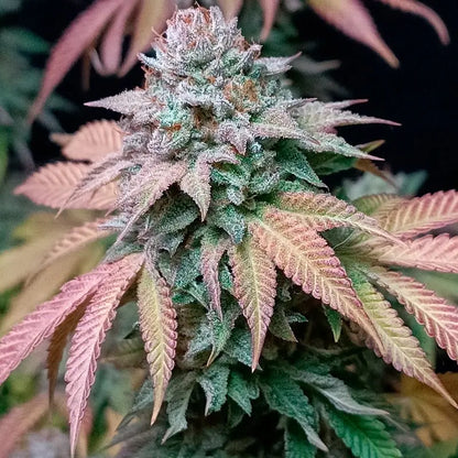 Gorilla Frost Pflanze in der Blüte (Silent Seeds)