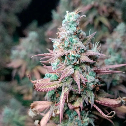 Gorilla Frost Buds in Nahaufnahme, extrem harzig (Silent Seeds)