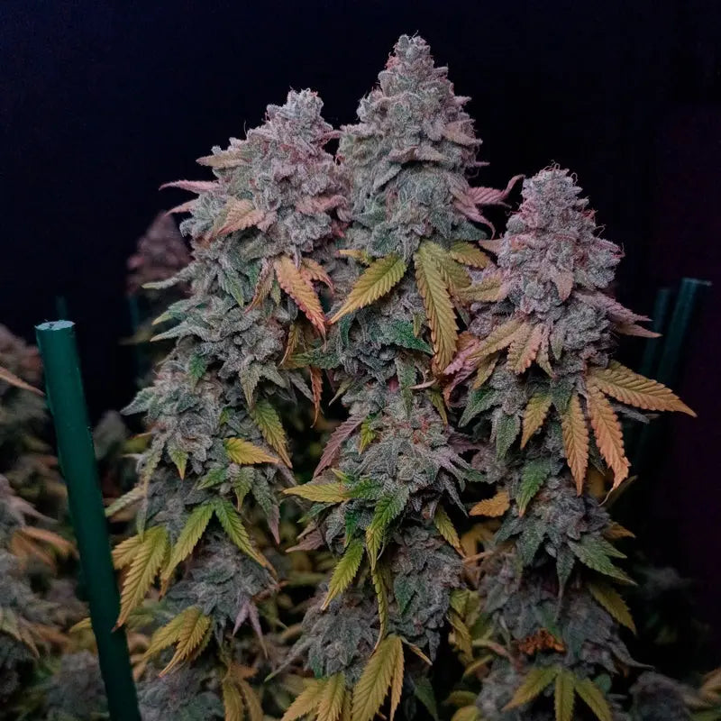 Gorilla Frost trichombedeckte Blüte (Silent Seeds)