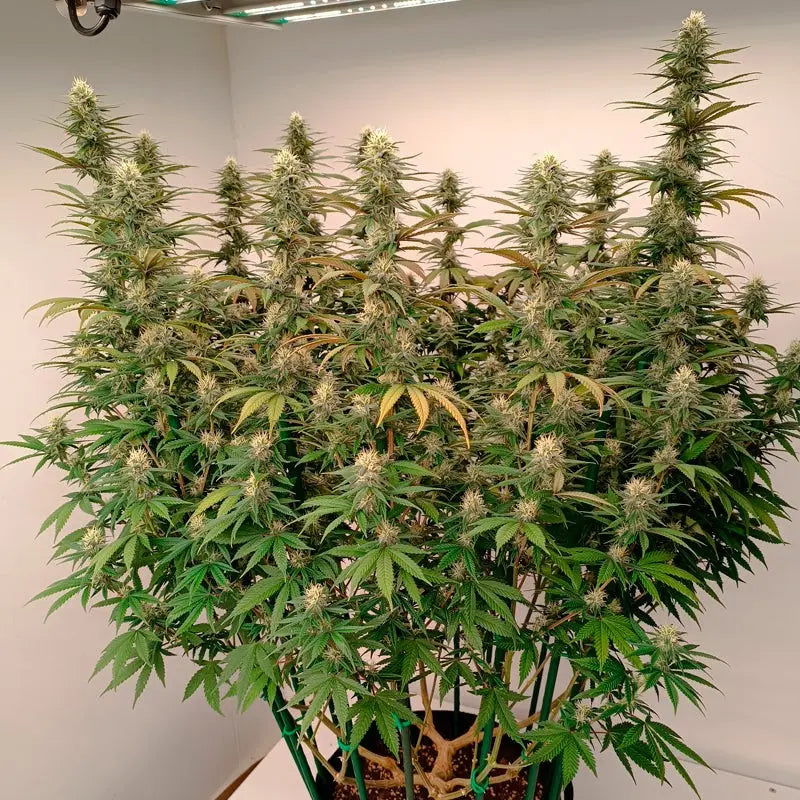Gorilla Frost harzige Bud, Gorilla-Glue-Genetik (Silent Seeds)