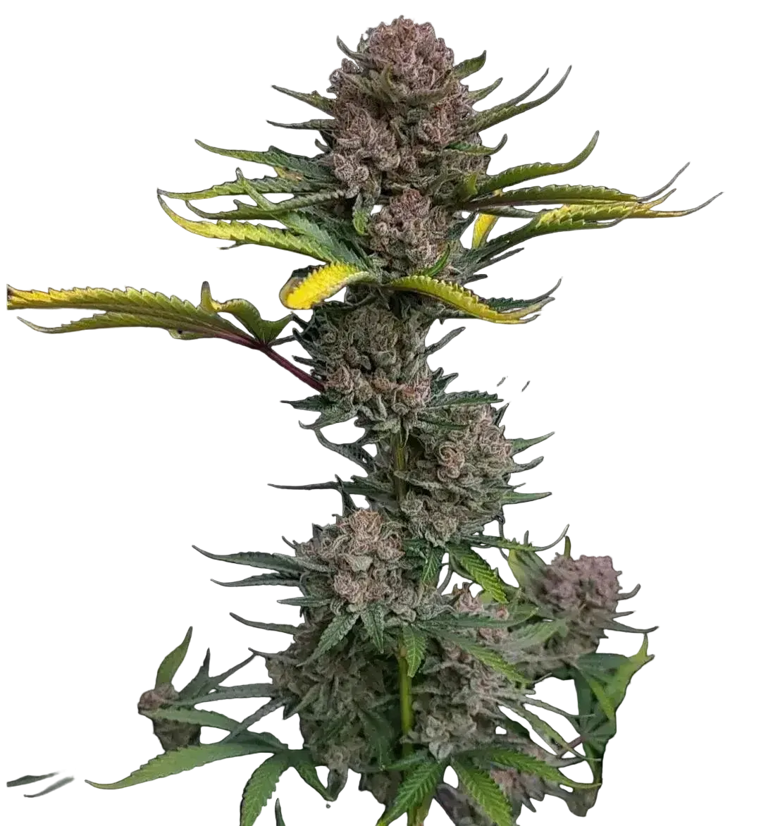 gorilla-punch-auto