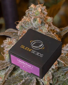 Gorilla Frost von Silent Seeds – feminisierte Cannabis Samen