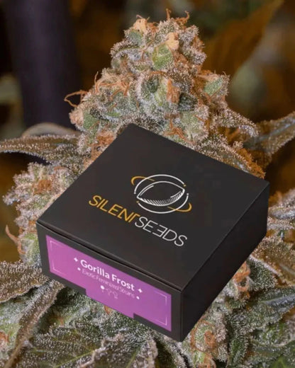Gorilla Frost von Silent Seeds – feminisierte Cannabis Samen