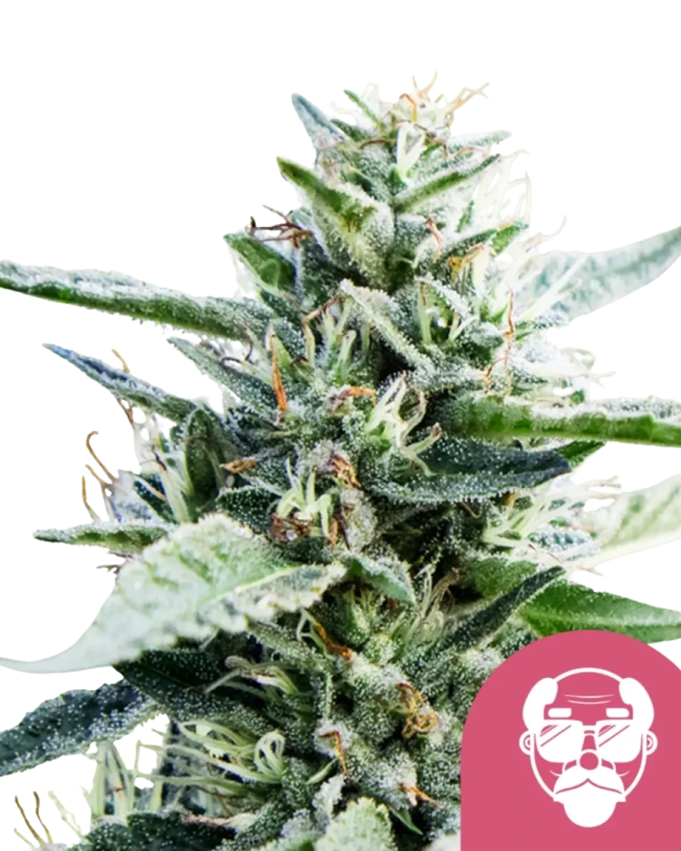 Harzige Blüte von Grandaddy Purple