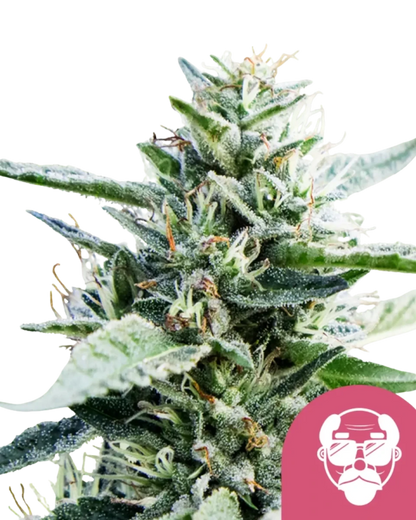 Harzige Blüte von Grandaddy Purple