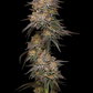 granny-candy-humboldt-seed-company