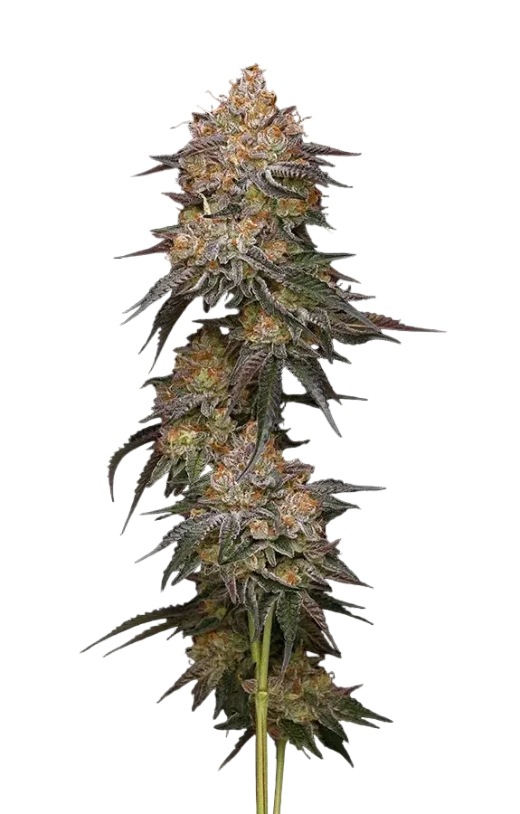 granny-candy-humboldt-seed-company