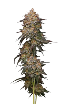 granny-candy-humboldt-seed-company