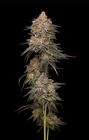granny-candy-humboldt-seed-company