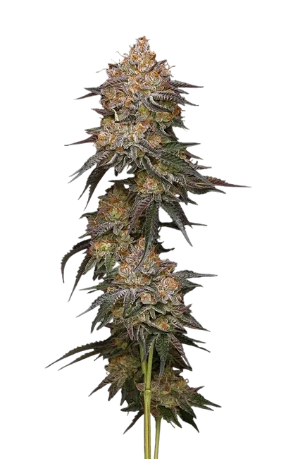 granny-candy-humboldt-seed-company
