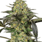 grapevine-candy-sensi-seeds