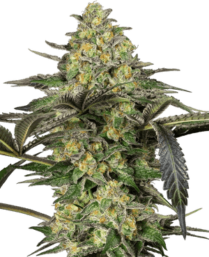 grapevine-candy-sensi-seeds