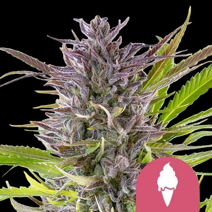 green-gelato