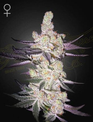 razuberi-von-greenhouse-seeds
