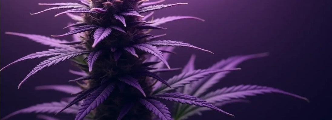 growmiez-blog-cannabis-wissen