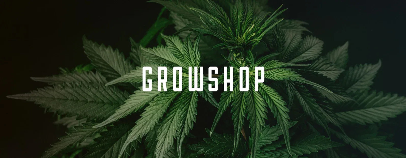 Growmiez Growshop in Hof Saale, alles für den erfolgreichen Anbau von Cannabis