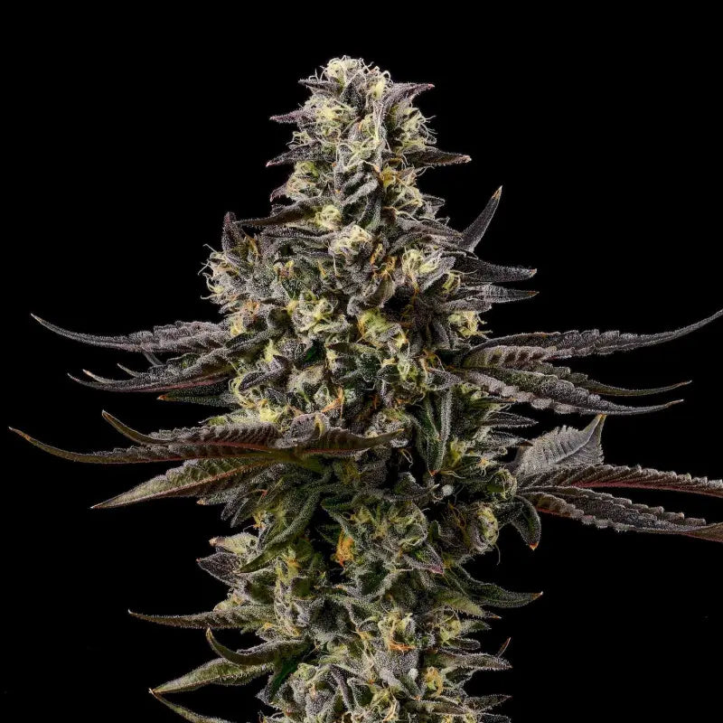 GSC x GSC Limited von Cookies, feminisierte Cannabissamen: harzige, violett überlaufene Blüte mit orangen Blütenhaaren.
