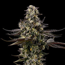 GSC x GSC Limited von Cookies, feminisierte Cannabissamen: harzige, violett überlaufene Blüte mit orangen Blütenhaaren.