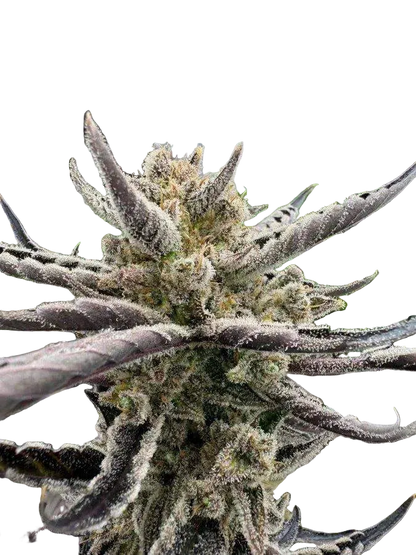 Guava Auto RF3 Cannabis Samen von Fast Buds