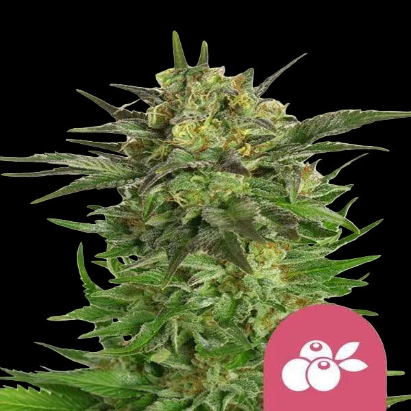 haze-berry