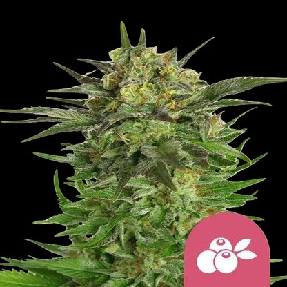 haze-berry
