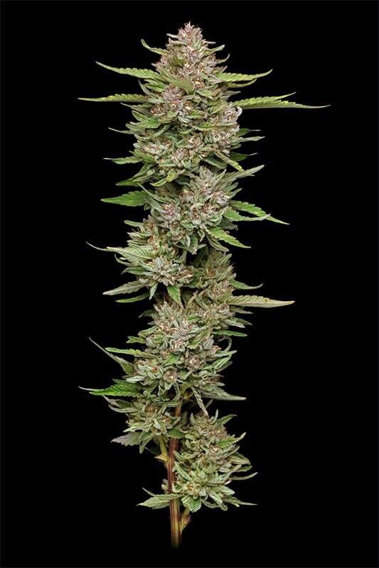 Hella Jelly von Humboldt Seed Company, erntereife Pflanze