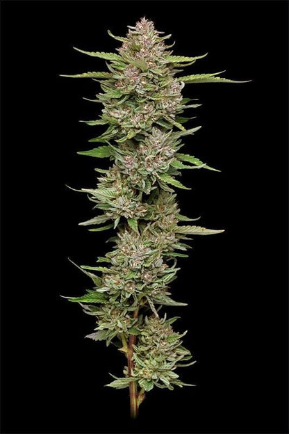 Hella Jelly von Humboldt Seed Company, erntereife Pflanze