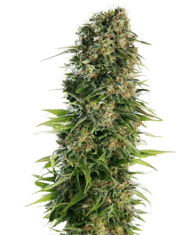hindu-kush-auto-sensi-seeds