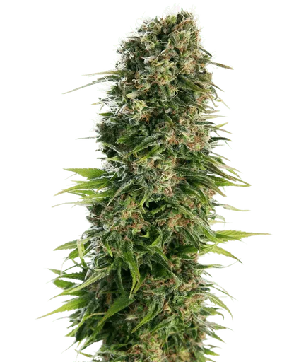 hindu-kush-auto-sensi-seeds