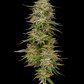 golden-sands-humboldt-seed-company
