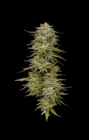 golden-sands-humboldt-seed-company