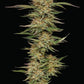 humboldt-seed.company