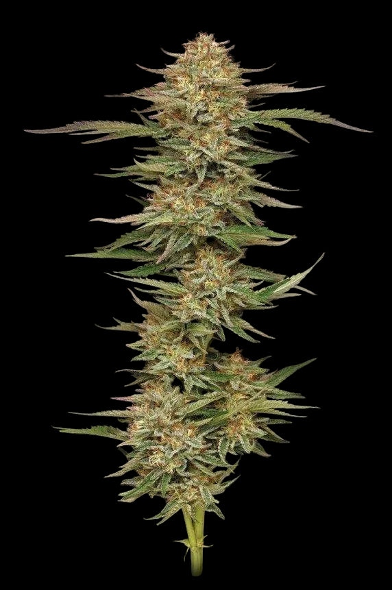 Nahaufnahme einer Orange Creampop Blüte