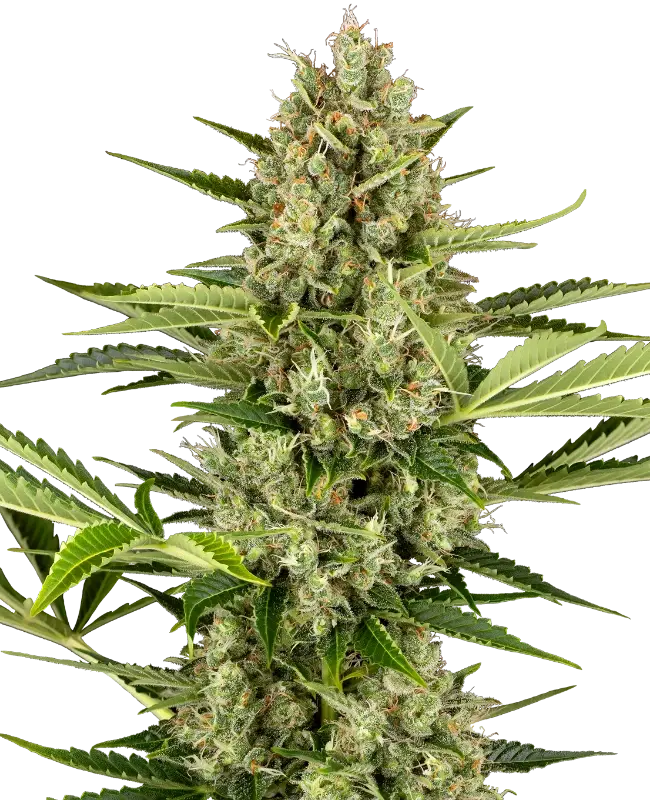 Jack Herer Auto von Sensi Seeds