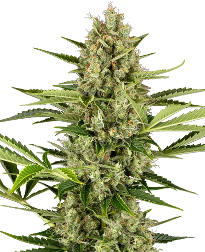 Jack Herer Auto von Sensi Seeds