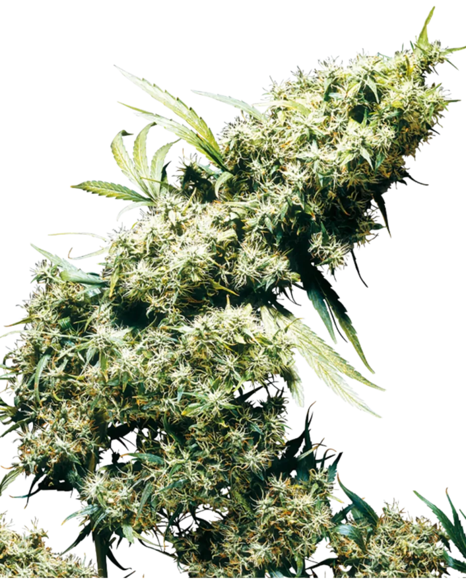 Jamaican Pearl Cannabispflanze mit länglichen, stark bereiften hellgrünen Blüten