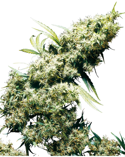Jamaican Pearl Cannabispflanze mit länglichen, stark bereiften hellgrünen Blüten