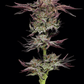 jelly-donutz-humboldt-seed-company-2