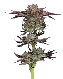 jelly-donutz-humboldt-seed-company-2
