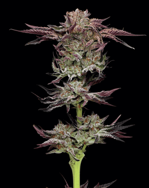 jelly-donutz-humboldt-seed-company-2