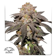 Kingston Punch von Dutch Passion