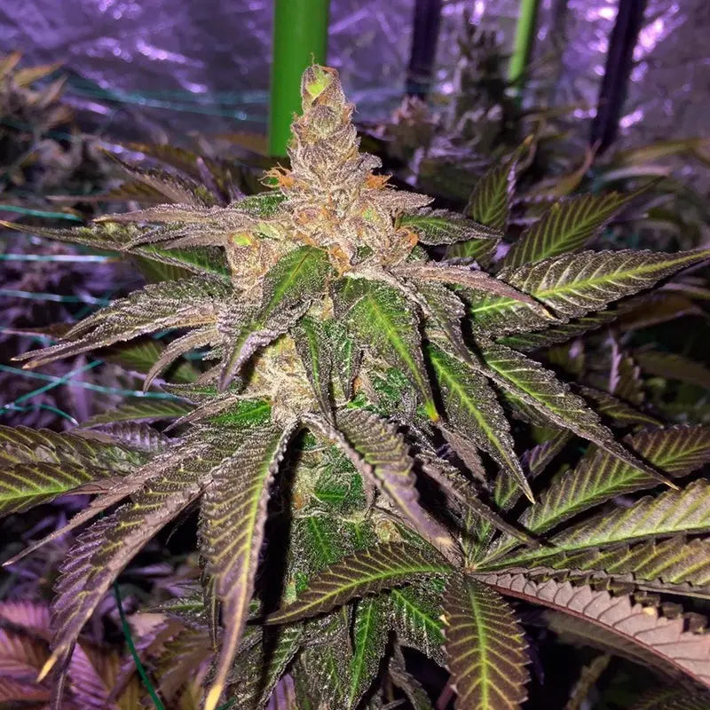 LA Vanilla Cake Pflanze in der Blüte (Silent Seeds)