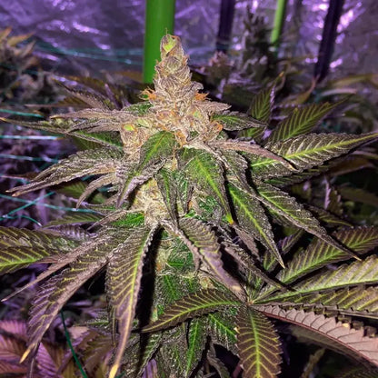 LA Vanilla Cake Pflanze in der Blüte (Silent Seeds)